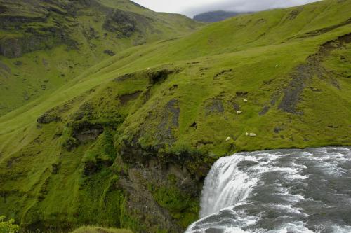 Sheep grazing at the top of Skogafoss