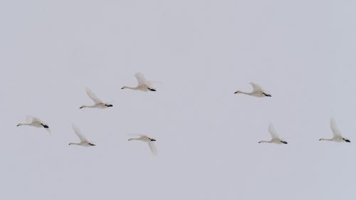 Whooper Swans in Echelon Left