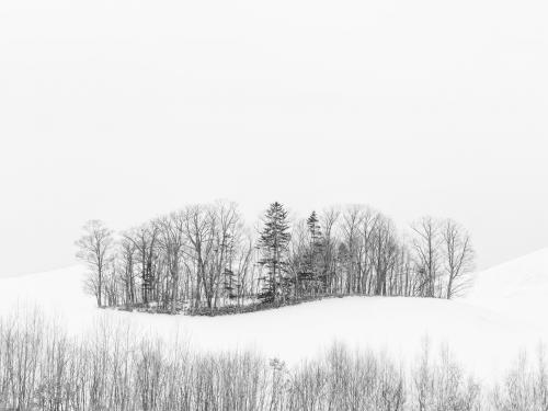 Hokkaido Winter Trees