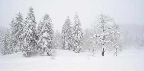 Mount Asahi Winter Trees