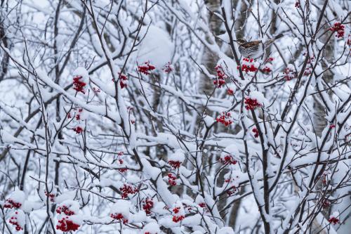 Really, a bird photo