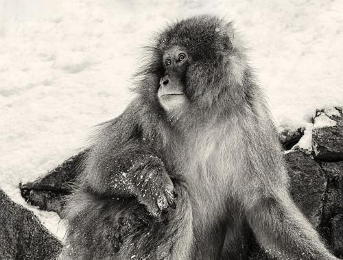 Snow Monkey