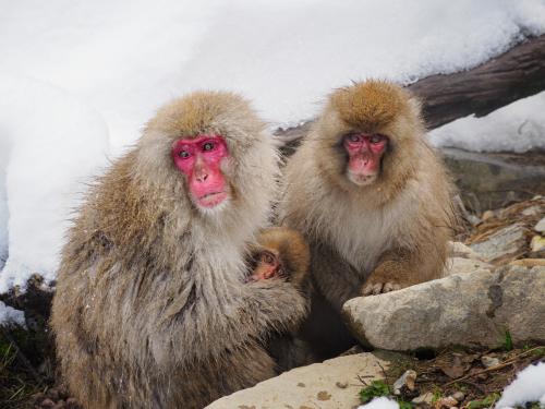 Snow Monkey Family
