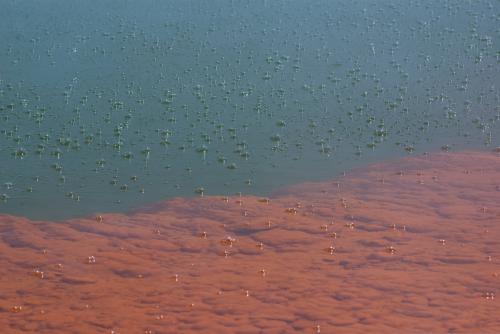 Champagne Pool Bubbles