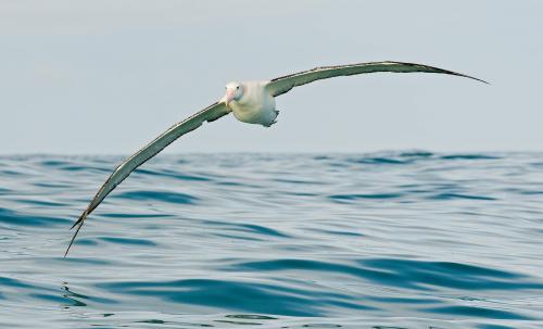 Waved Albatross