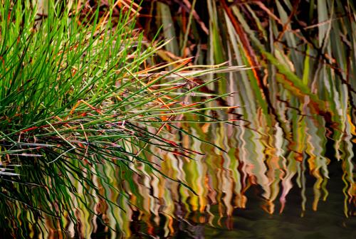 Lake Matheson Reflections