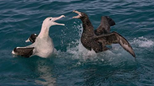 Robust Discussion, Kaikora