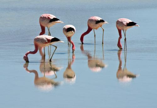 Flamingos