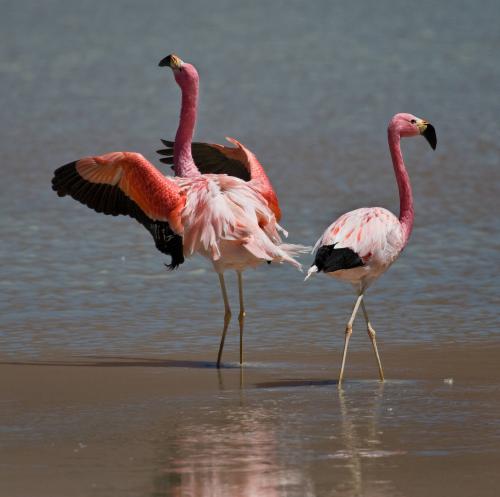 Flamingos