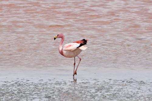 Flamingo