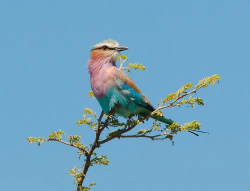 Lilac-breasted Roller