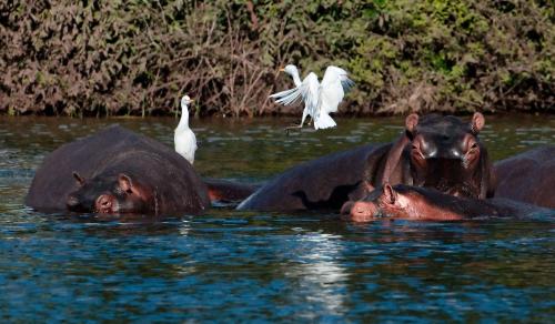 Heron on Hippo Island
