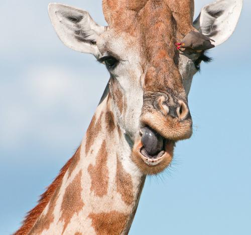 Giraffe with Red-billed Oxpecker