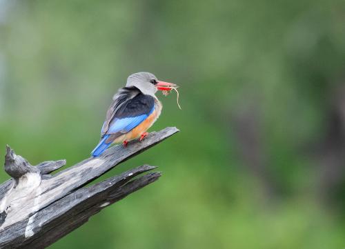 Grey-headed Kingfisher
