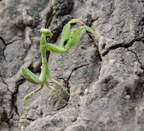 Praying Mantis