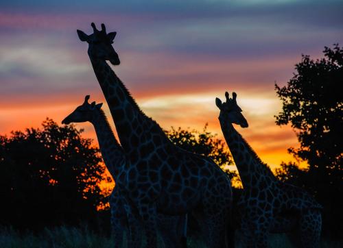 Giraffe at Sunset