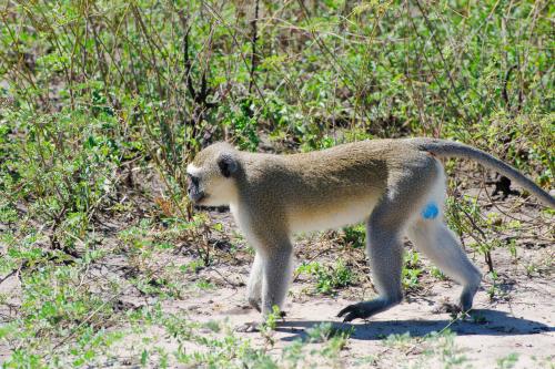 Vervet Monkey, Dominant Male