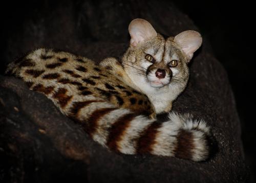 Genet