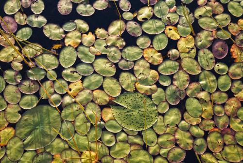 Lilly Pads, Okavanga Delta