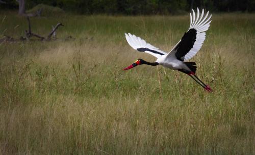 Saddle-billed Stork