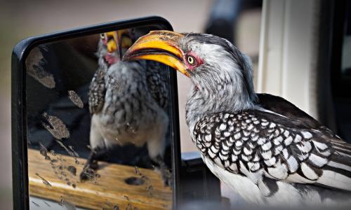 Who's a pretty boy, Yellow-billed Hornbill