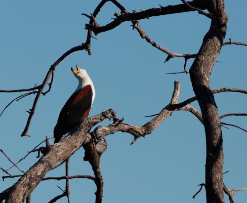 African Fish Eagle