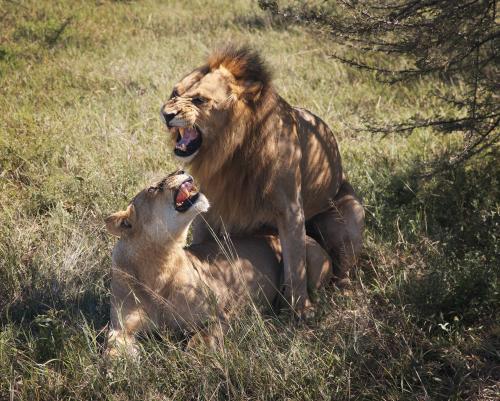 Mating Lions