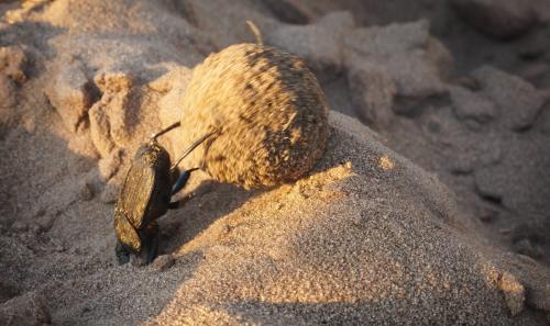 Dung Beetle, Hard at Work