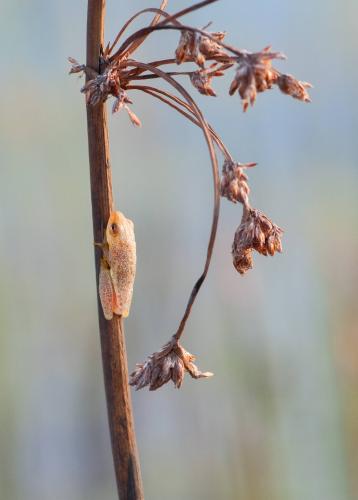 Angolan Reed Frog, Okavango Delta