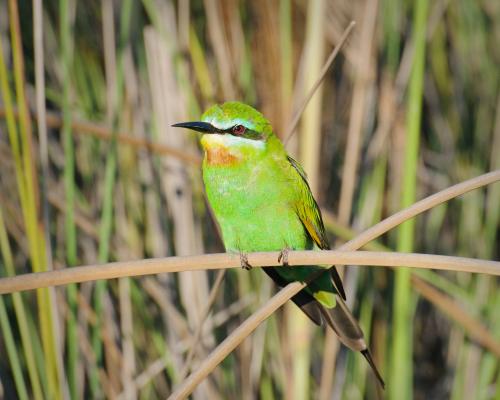 Blue-Cheeked Bee-Eater, Okavango Delta