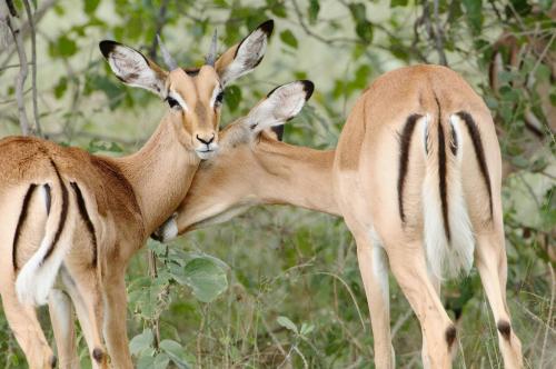 Impala grooming