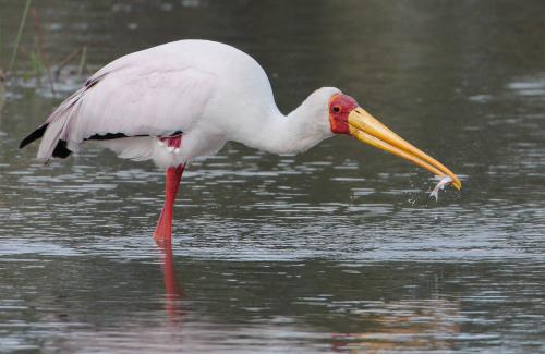 Yellow-billed Stork