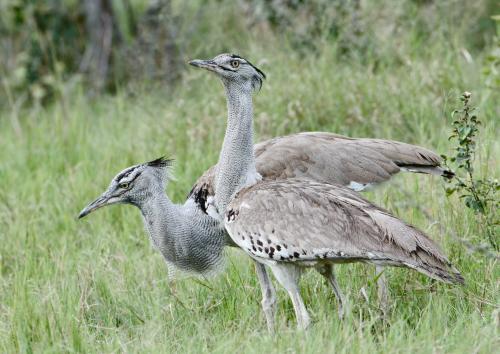 Kori Bustard