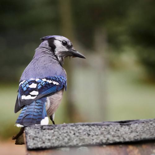 Blue Jay