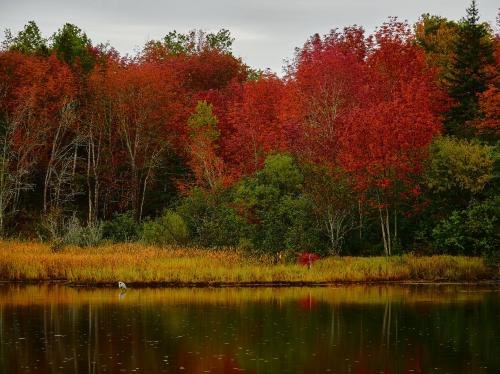 Heron with Autumn Colours