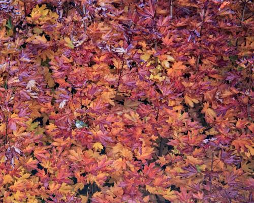 Silver Eye in Autumn