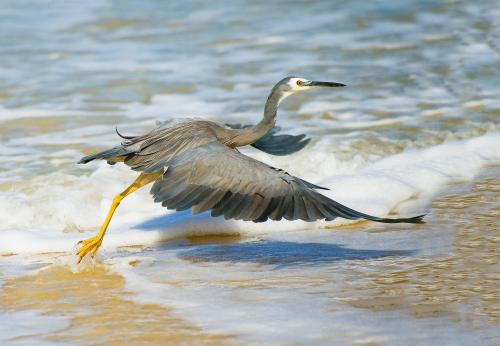 White-faced Heron