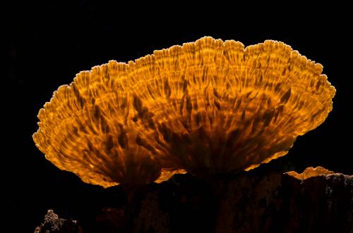 Radioactive Mushroom