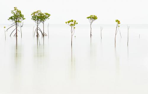 Mangroves, Orpheus Island