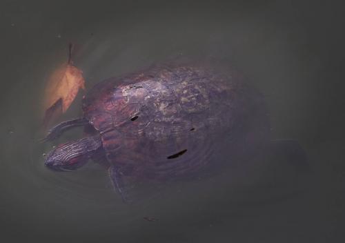 Turtle in Central Park